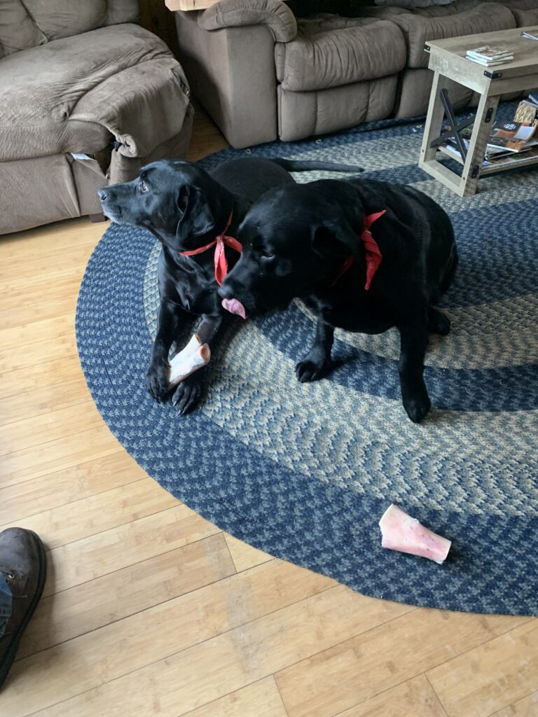 Waylon and Dalton, the dogs behind the podcast Smile Drops