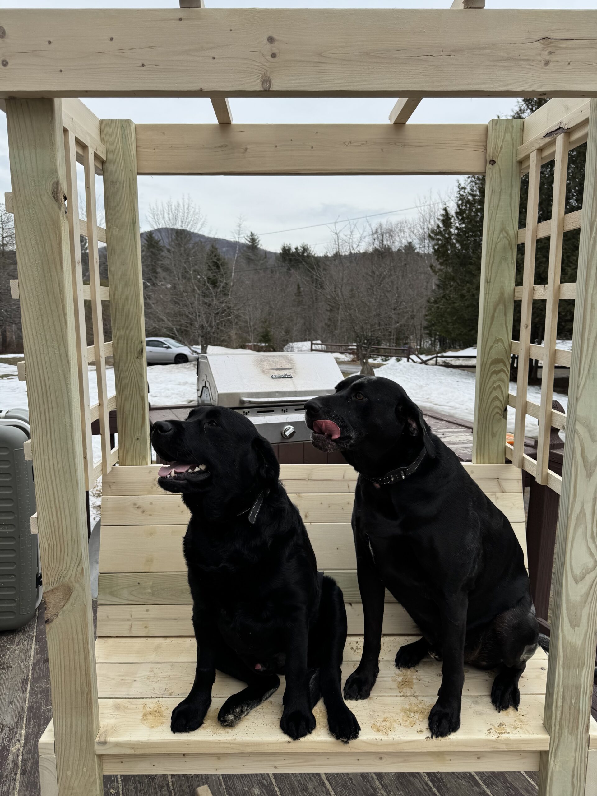 Waylon and Dalton, the black Labrador co-producers of Change Happened, Then What?, sitting side by side, spreading smiles and love